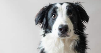 léa pet sitter à AMIENS 80000_4