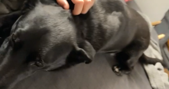 aïlée pet sitter à ST CYR SOUS DOURDAN 91410_2