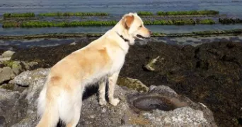 anne-marie pet sitter à Le Hinglé 22100