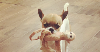 natascha pet sitter à BEAUSOLEIL 06240_1