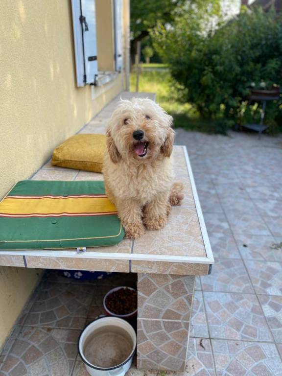 Sarah pet sitter à Vergigny 89600_2