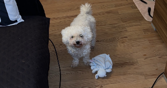 amaelle pet sitter à WALDWISSE 57480_3