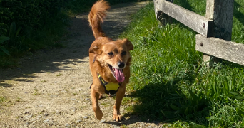 cathy pet sitter à LOUVIERS 27400_3