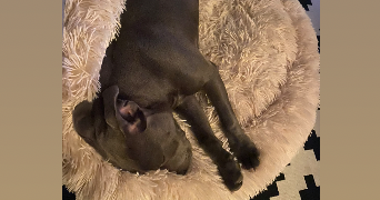flavie pet sitter à ST ANDRE LE GAZ 38490_5