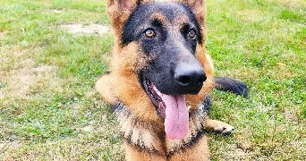anne-sophie pet sitter à BOSROBERT 27800