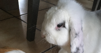 adeline pet sitter à COMBS LA VILLE 77380_6