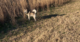 arthur pet sitter à MONTPELLIER 34090_3