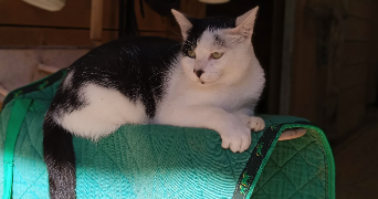 annabelle pet sitter à POITIERS 86000_2
