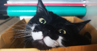 candy pet sitter à CHAMPIGNY 89340_2