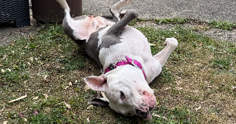 morgane pet sitter à LE MESNIL ST DENIS 78320_4