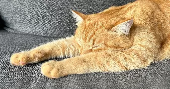 lianshuang cat sitter à ORSAY 91400