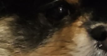 julie pet sitter à ANNECY 74600_10