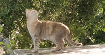 morgane pet sitter à LE LOROUX BOTTEREAU 44430_1