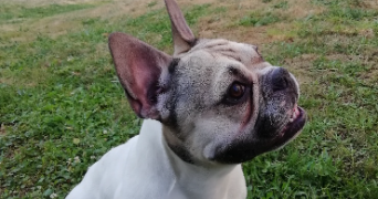 emma pet sitter à CLERMONT FERRAND 63000_3