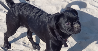 veronique pet sitter à BOULOGNE SUR MER 62200_7