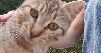 louise pet sitter à ST BRANCHS 37320_1