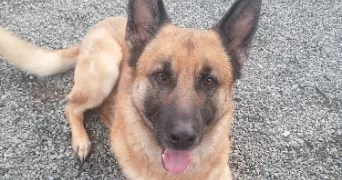 phebee pet sitter à TREGOMEUR 22590