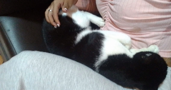 ibeth pet sitter à ST CLOUD 92210_5