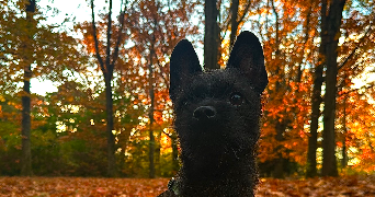 orlane pet sitter à VENISSIEUX 69200_1