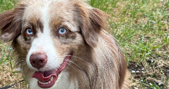 karina pet sitter à EVIAN LES BAINS 74500_5