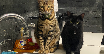 soe darli pet sitter à FRESNES 94260_2