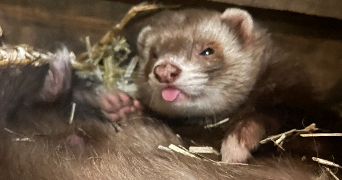 manon pet sitter à Paris 75015_7