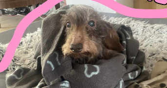 anais pet sitter à NANTERRE 92000_3
