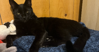 emeline pet sitter à CLERMONT FERRAND 63000_1