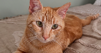 jade pet sitter à SORGUES 84700_3