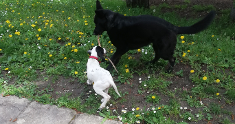 tugdual pet sitter à AIX EN PROVENCE 13100_1