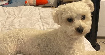 espérance pet sitter à Haute-goulaine 44115_2