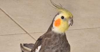 maud pet sitter à VIOLES 84150_6