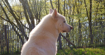 maïssane pet sitter à MOUY 60250_1