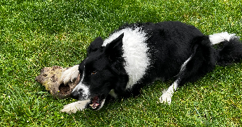 karolina  pet sitter à BAILLY 78870_7