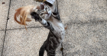 bertrand pet sitter à AURILLAC 15000_1