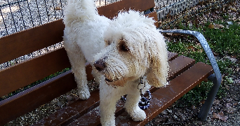françoise pet sitter à AVIGNON 84000_5
