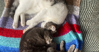 maëlle pet sitter à TOULOUSE 31400_0