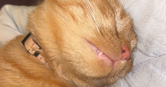 mayline pet sitter à LENS 62300_4