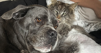 anais pet sitter à GAILLAC 81600_0
