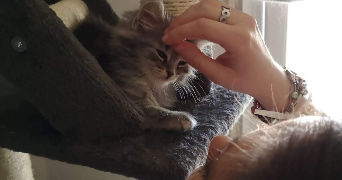cloé pet sitter à BAILLEAU ARMENONVILLE 28320_3