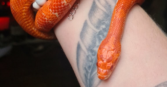 alisson pet sitter à GRENOBLE 38000_2