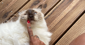 alexia pet sitter à TOULOUSE 31500_1