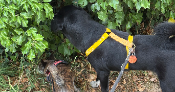 louise pet sitter à AVON 77210_4