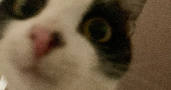 margot pet sitter à FONTENAY SOUS BOIS 94120_3