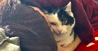 ela pet sitter à Reims 51100_4