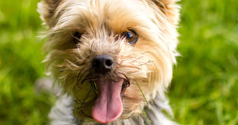 delphine pet sitter à ST GILLES 35590_0