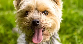 delphine pet sitter à ST GILLES 35590