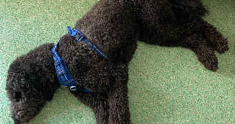 elsa pet sitter à STRASBOURG 67000_2