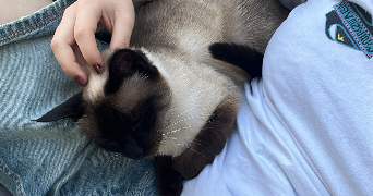 emma pet sitter à LORMONT 33310_1