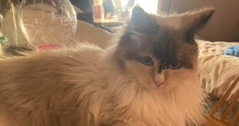 louis pet sitter à MARSEILLE 11 13011_1